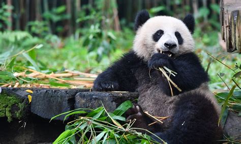 how are pandas connected to china